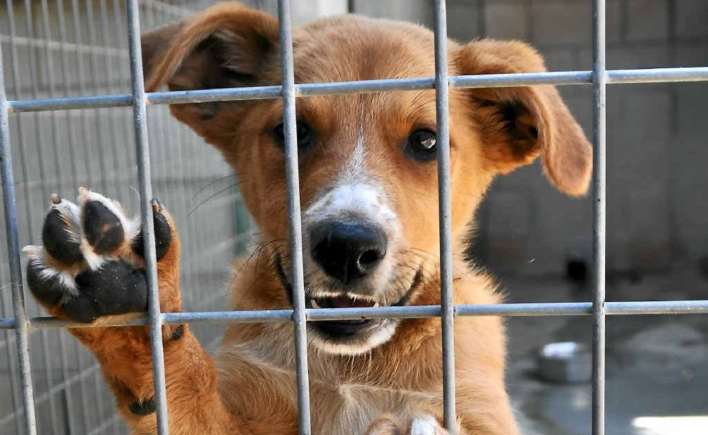 Although animal numbers in the pound have decreased, 11 puppies and two cats still need homes. Although animal numbers in the pound have decreased, 11 puppies and two cats still need homes.